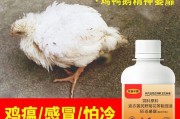 《鹅鹅鸭鸽子感染玩法大全》（从单人闯关到多人对战，畅享感染乐趣）