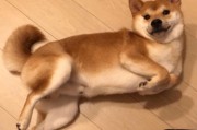 柴犬天赋技能搭配攻略——最强伙伴的秘密武器（柴犬技能搭配攻略，助你培养一只无敌宠物）
