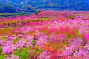 樱花谷最美出装攻略男（探寻男士最适合的樱花谷造型，让你在赏樱时倍添魅力）