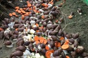 优化养殖环境，提高产出效率（从环境改善到食品升级，实现全方位优化）