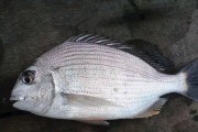 庄河电厂钓鲷攻略（探索钓鲷的绝佳去处，庄河电厂钓点全攻略）