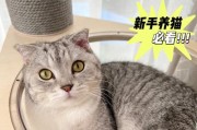 如何培养可爱小猫咪的技能（以小猫咪技能养成攻略为主题的细致指南）