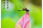 掌握黑暗料理王尖尖对尖尖皇冠配方图鉴的攻略（跟着尖尖成为黑暗料理界的一把好手）