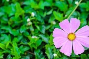 爱与自由（以爱养成自由职业，实现心灵自由和财务自由）