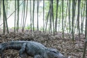 疯狂骑士团鳄鱼怎么钓（条件技巧一览，让你游刃有余）